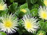 Natures Prozac Sceletium